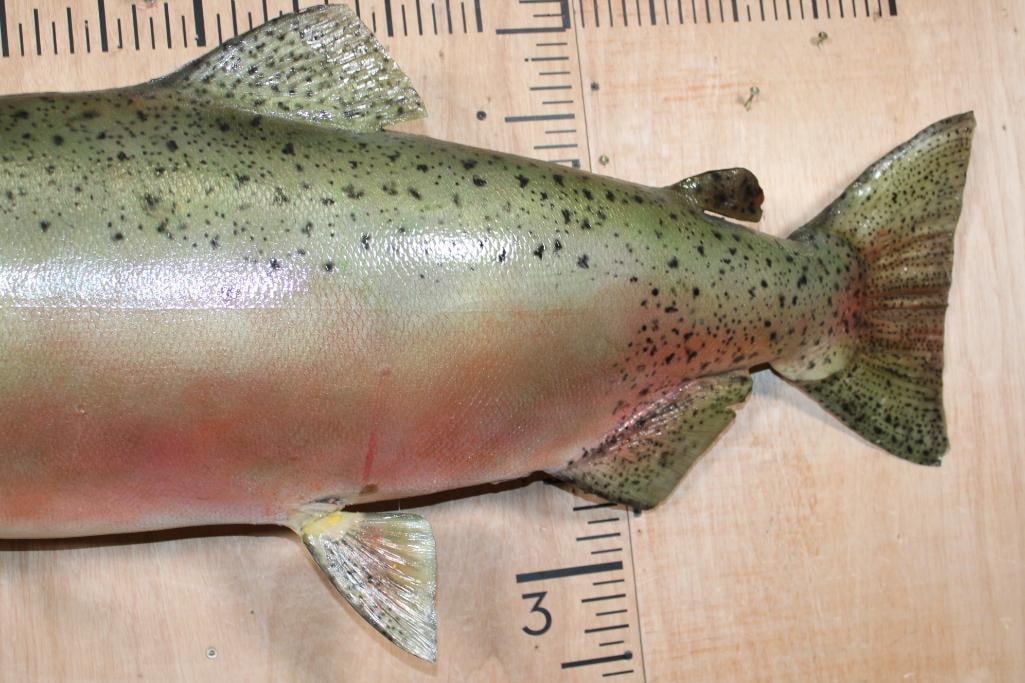 Massive *Real Skin* STEELHEAD TROUT Fish Mount - 6