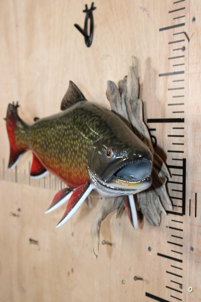 Big Reproduction BROOK TROUT on Driftwood - 2