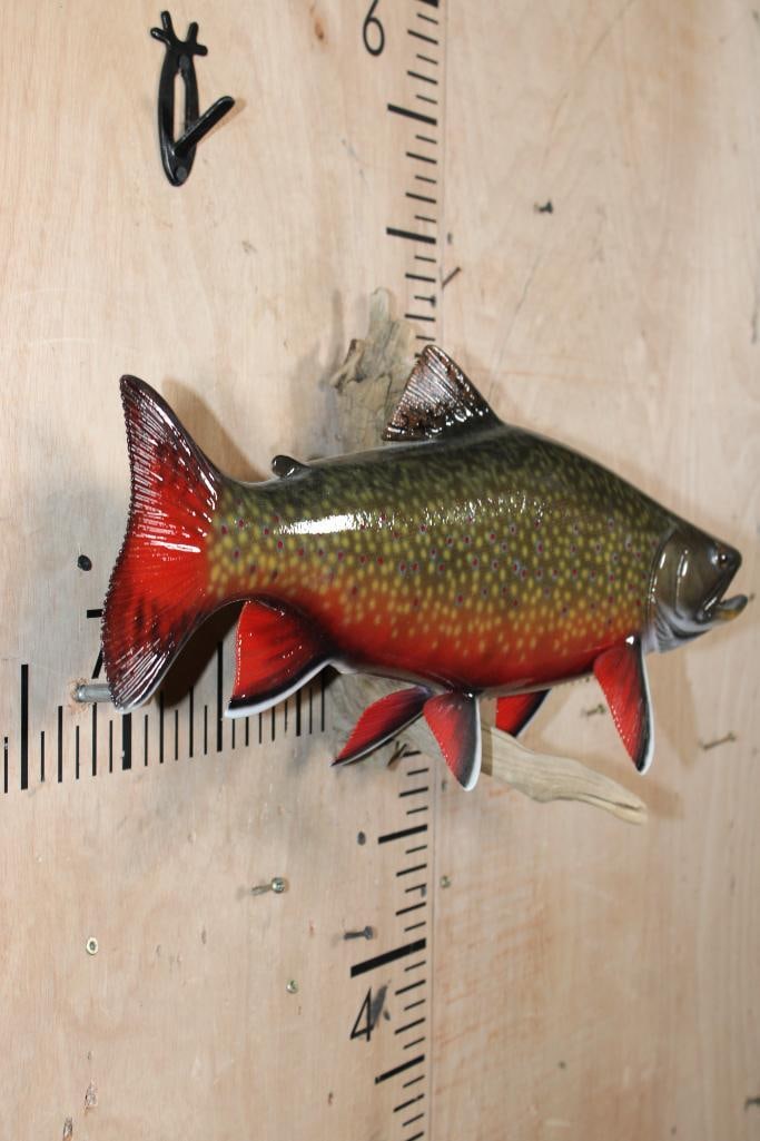 Big Reproduction BROOK TROUT on Driftwood - 3