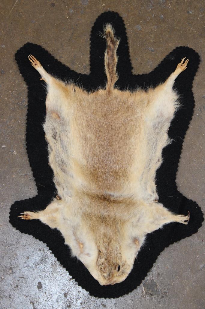 PRAIRIE DOG Hide or Rug with a Felted Backing: PRAIRIE DOG Hide or Rug with a Felted Backing. It measures 13.5" Long x 9.5" Wide and is in Good Condition. Prairie dogs are herbivorous burrowing ground squirrels native to the grasslands of North
