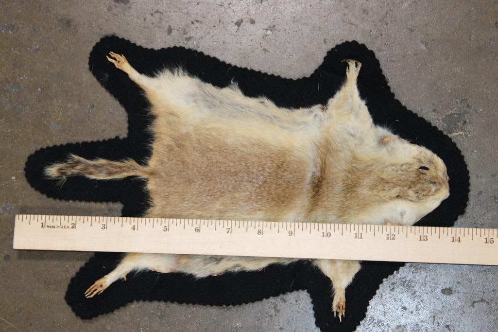 PRAIRIE DOG Hide or Rug with a Felted Backing - 2
