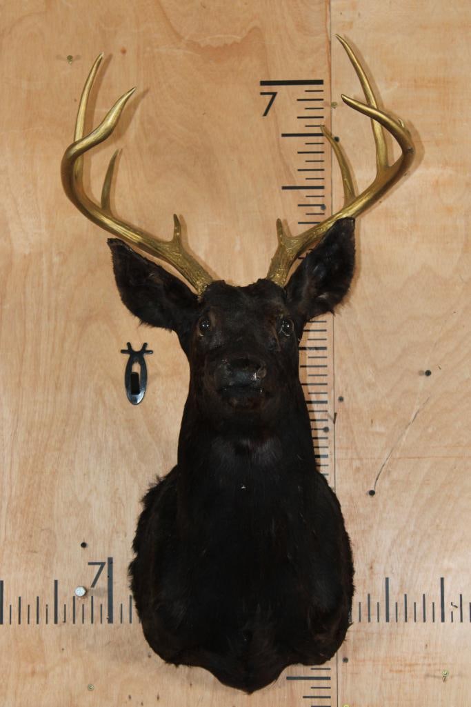 8-Point WHITETAIL DEER Shoulder Mount Dyed Black with Painted Gold Horns: 8-Point WHITETAIL DEER Shoulder Mount Dyed Black with Painted Gold Horns. DECORATIVE TAXIDERMY 