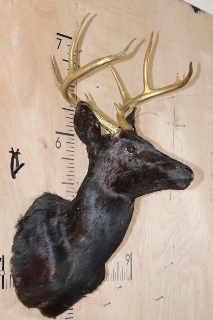 8-Point WHITETAIL DEER Shoulder Mount Dyed Black with Painted Gold Horns - 2