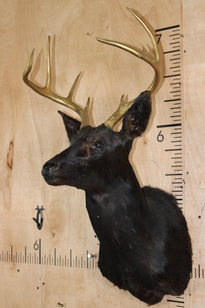 8-Point WHITETAIL DEER Shoulder Mount Dyed Black with Painted Gold Horns - 3