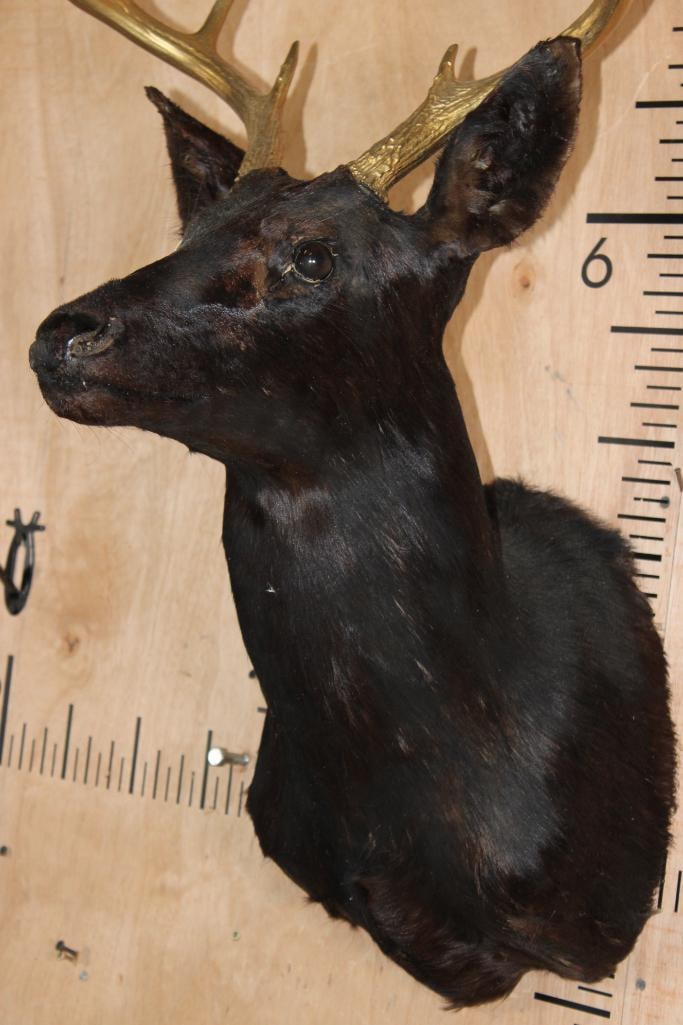 8-Point WHITETAIL DEER Shoulder Mount Dyed Black with Painted Gold Horns - 4