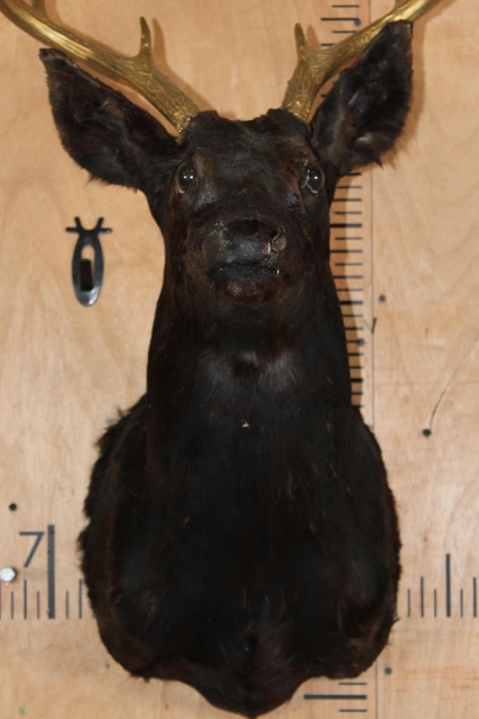 8-Point WHITETAIL DEER Shoulder Mount Dyed Black with Painted Gold Horns - 5