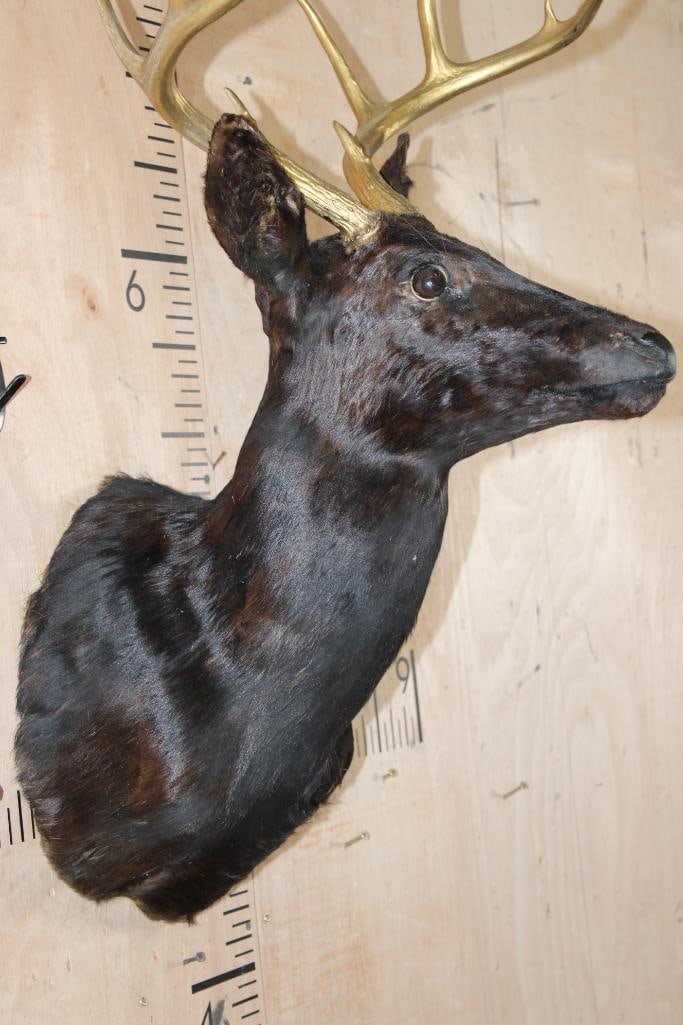 8-Point WHITETAIL DEER Shoulder Mount Dyed Black with Painted Gold Horns - 6