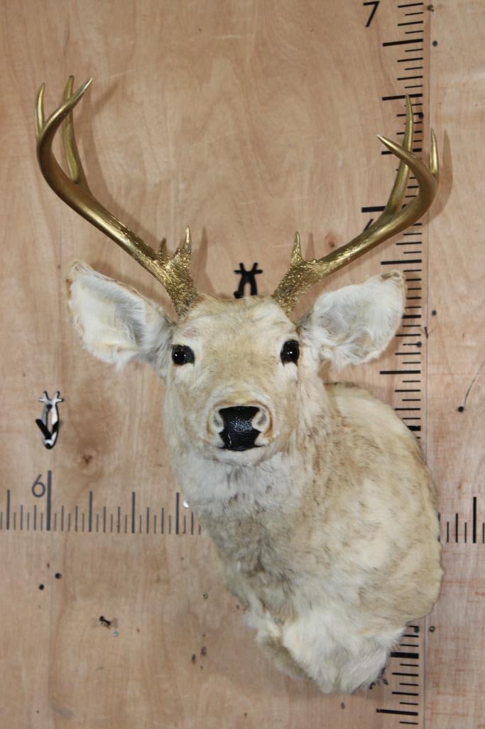 8-Point Bleached WHITETAIL DEER Shoulder Mount with Painted Gold Antlers: 8-Point Bleached WHITETAIL DEER Shoulder Mount with Painted Gold Antlers. DECORATIVE TAXIDERMY 