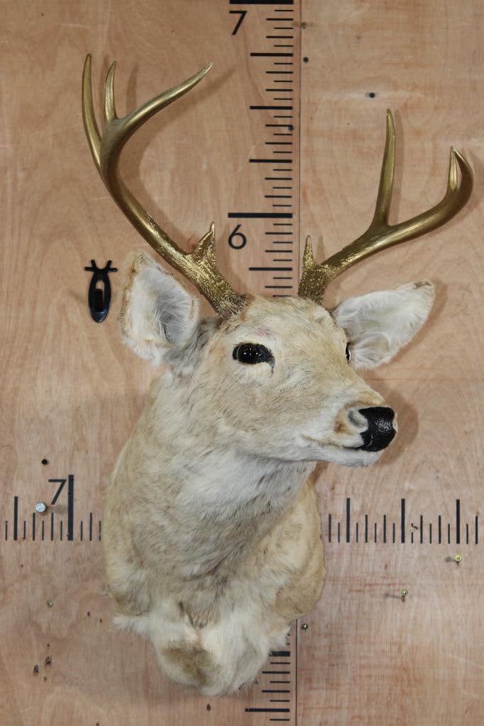 8-Point Bleached WHITETAIL DEER Shoulder Mount with Painted Gold Antlers - 2