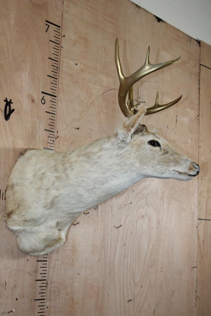 8-Point Bleached WHITETAIL DEER Shoulder Mount with Painted Gold Antlers - 3