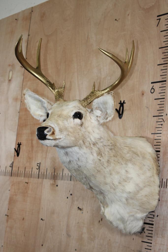 8-Point Bleached WHITETAIL DEER Shoulder Mount with Painted Gold Antlers - 4