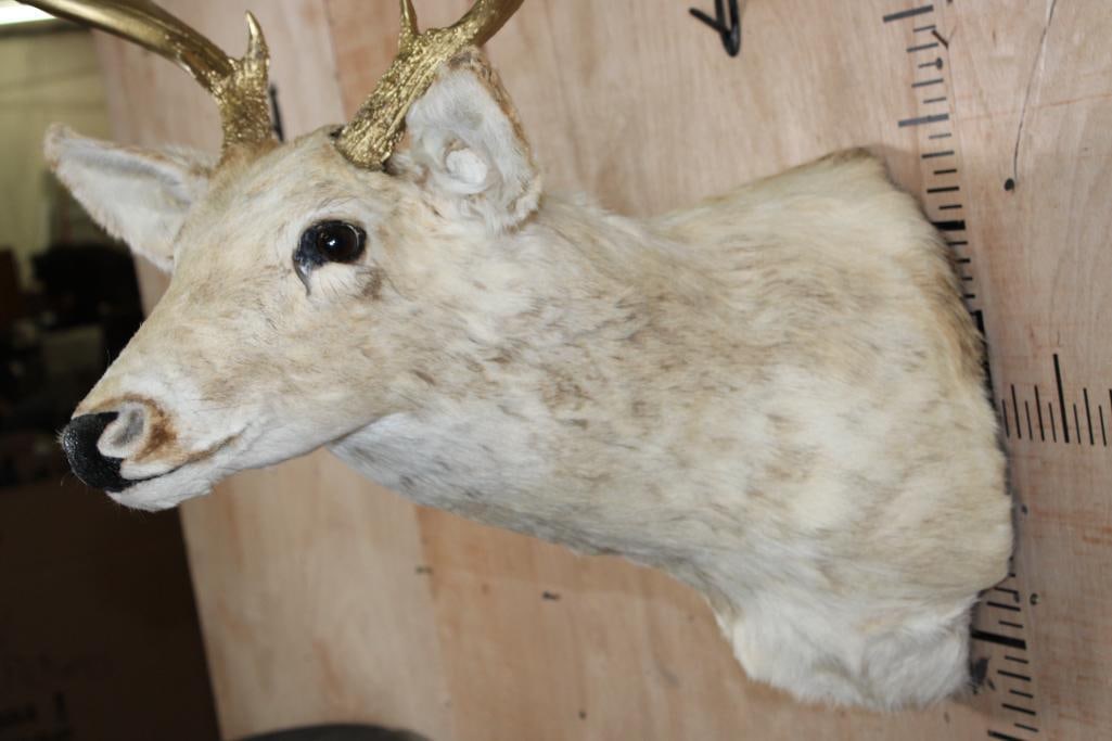 8-Point Bleached WHITETAIL DEER Shoulder Mount with Painted Gold Antlers - 5