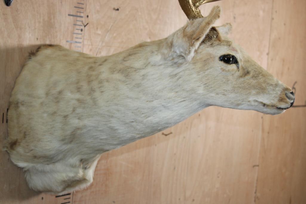 8-Point Bleached WHITETAIL DEER Shoulder Mount with Painted Gold Antlers - 6