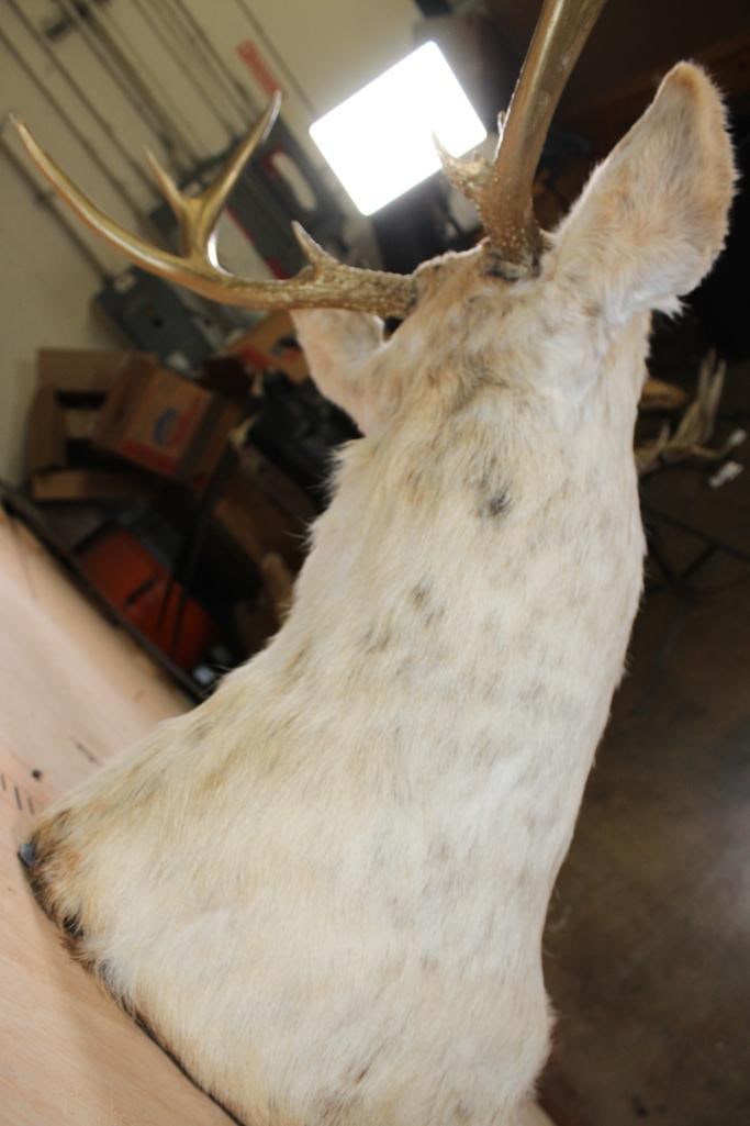 8-Point Bleached WHITETAIL DEER Shoulder Mount with Painted Gold Antlers - 7