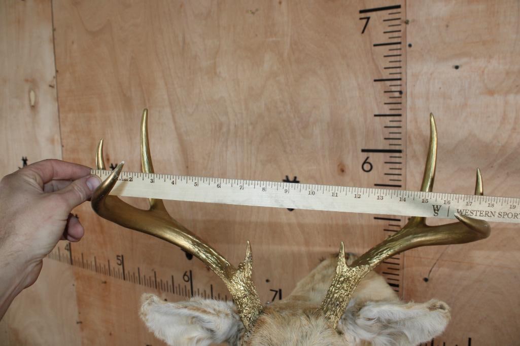 8-Point Bleached WHITETAIL DEER Shoulder Mount with Painted Gold Antlers - 8