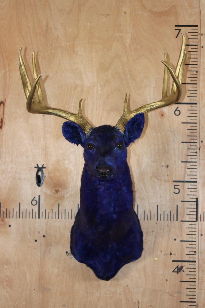 Dyed Blue 10-Point WHITETAIL DEER Shoulder Mount with Painted Gold Antlers: Dyed Blue 10-Point WHITETAIL DEER Shoulder Mount with Painted Gold Antlers. It has a 22" Spread and is in Fair Condition. DECORATIVE TAXIDERMY 