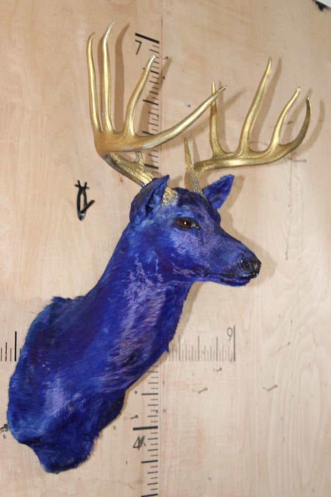 Dyed Blue 10-Point WHITETAIL DEER Shoulder Mount with Painted Gold Antlers - 2