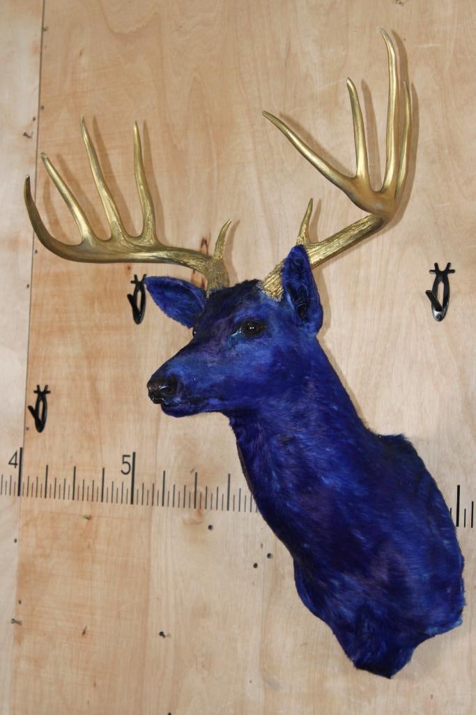 Dyed Blue 10-Point WHITETAIL DEER Shoulder Mount with Painted Gold Antlers - 3