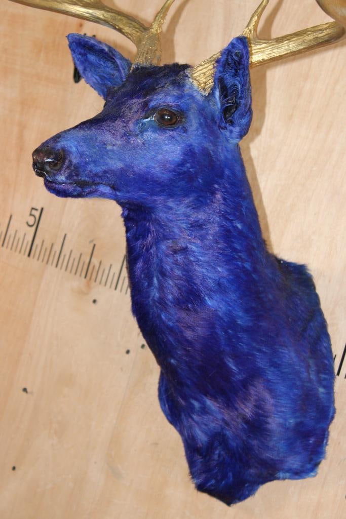 Dyed Blue 10-Point WHITETAIL DEER Shoulder Mount with Painted Gold Antlers - 4