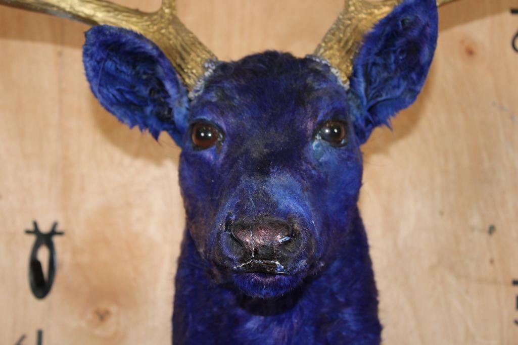 Dyed Blue 10-Point WHITETAIL DEER Shoulder Mount with Painted Gold Antlers - 6