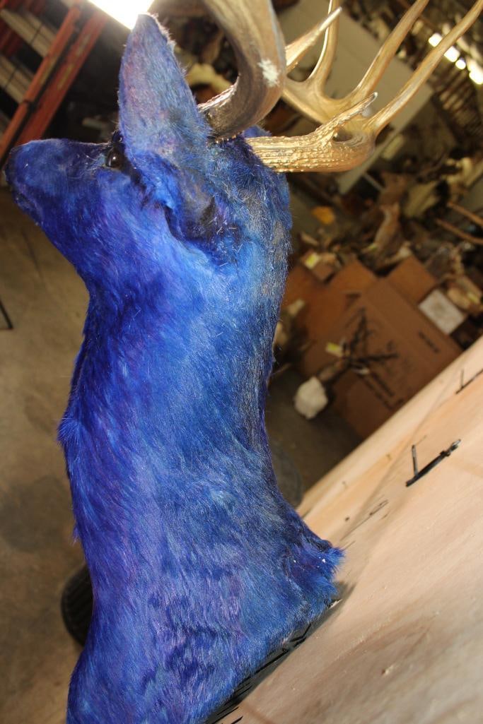 Dyed Blue 10-Point WHITETAIL DEER Shoulder Mount with Painted Gold Antlers - 7