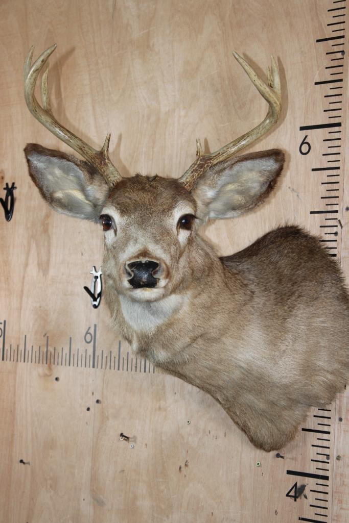 8-Point WHITETAIL DEER Shoulder Mount (1 of 8)
