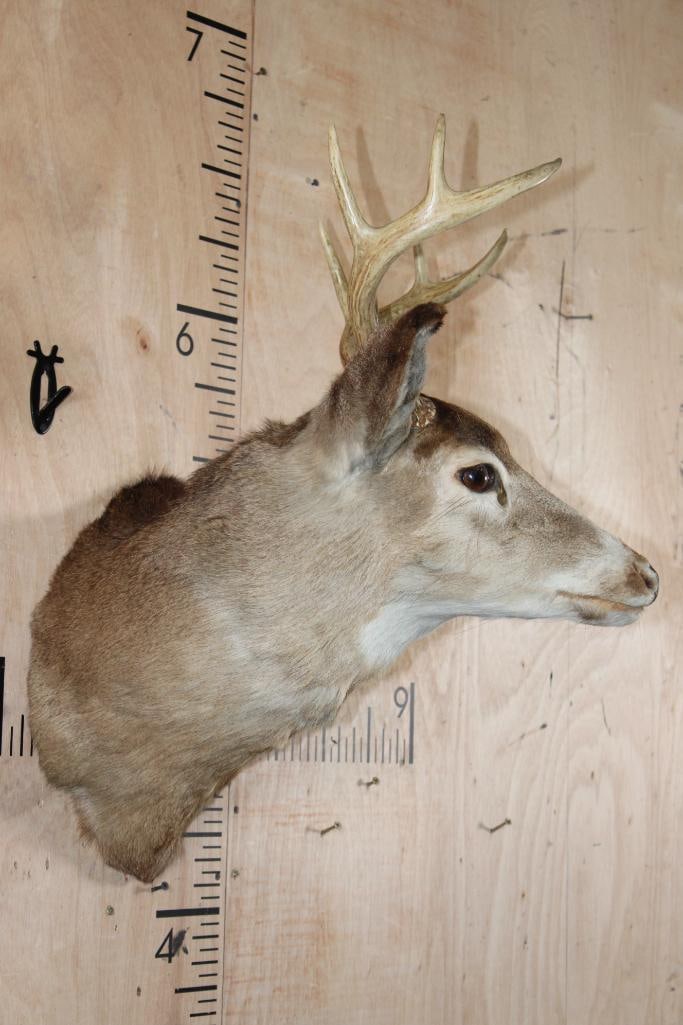 8-Point WHITETAIL DEER Shoulder Mount - 3