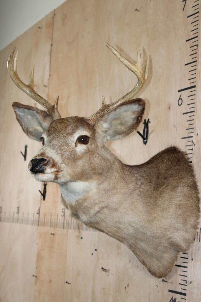 8-Point WHITETAIL DEER Shoulder Mount - 4