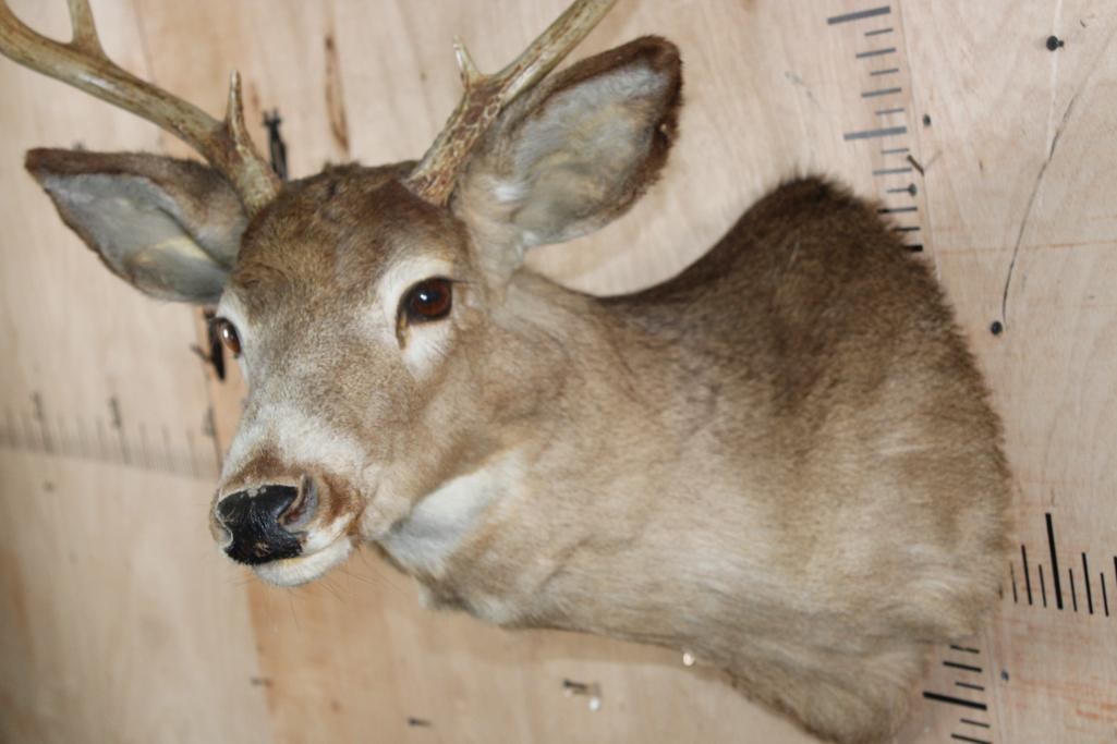 8-Point WHITETAIL DEER Shoulder Mount - 5