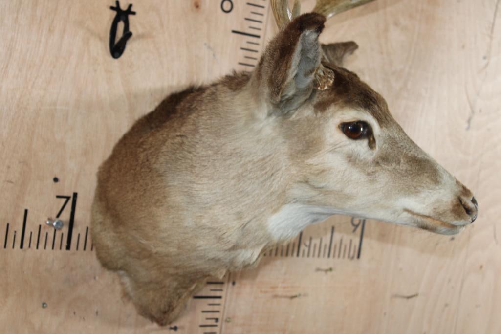 8-Point WHITETAIL DEER Shoulder Mount - 6
