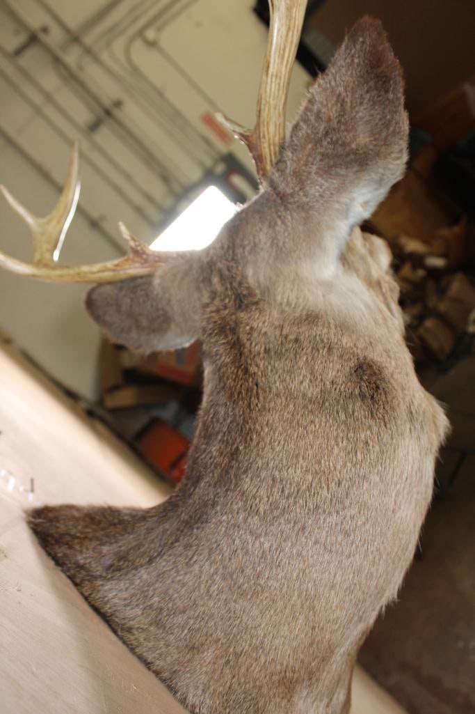 8-Point WHITETAIL DEER Shoulder Mount - 7