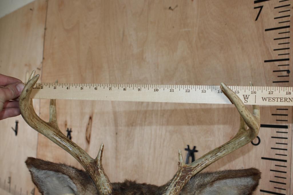 8-Point WHITETAIL DEER Shoulder Mount - 8