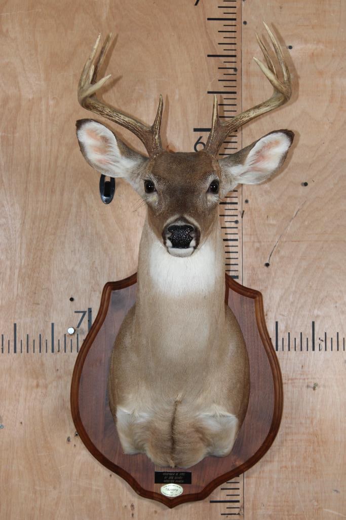9-Point WHITETAIL DEER Shoulder Mount on a Wooden Plaque (1 of 7)