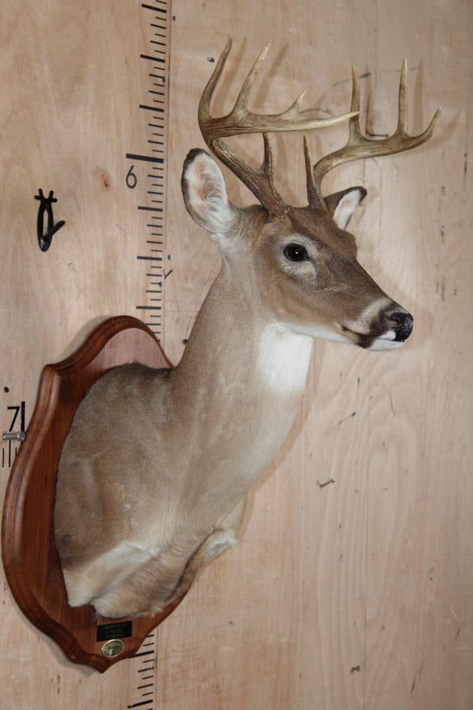 9-Point WHITETAIL DEER Shoulder Mount on a Wooden Plaque - 2