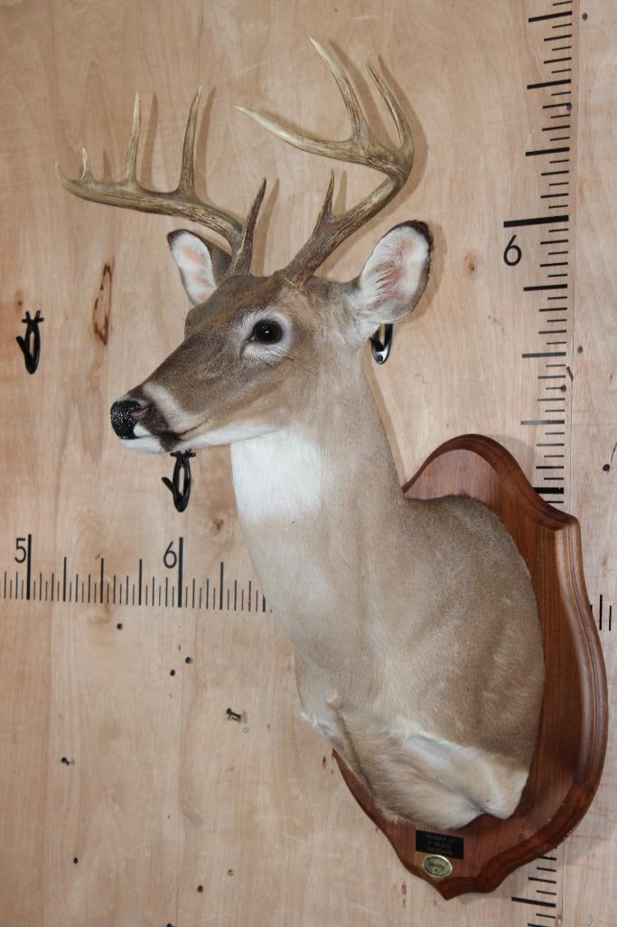 9-Point WHITETAIL DEER Shoulder Mount on a Wooden Plaque - 3