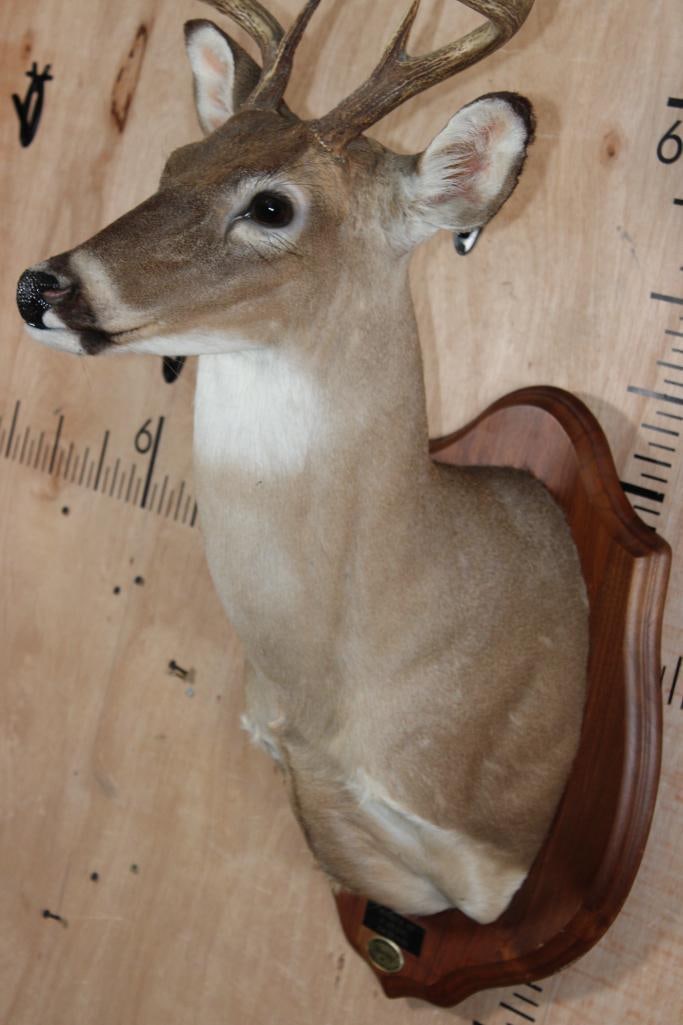 9-Point WHITETAIL DEER Shoulder Mount on a Wooden Plaque - 4