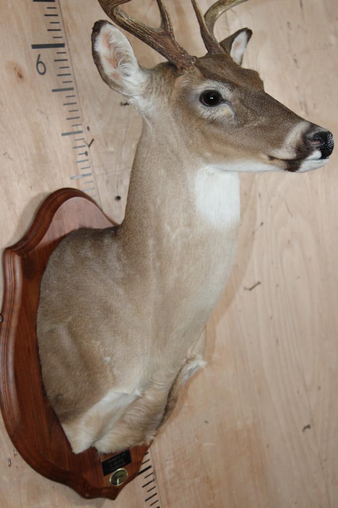 9-Point WHITETAIL DEER Shoulder Mount on a Wooden Plaque - 5