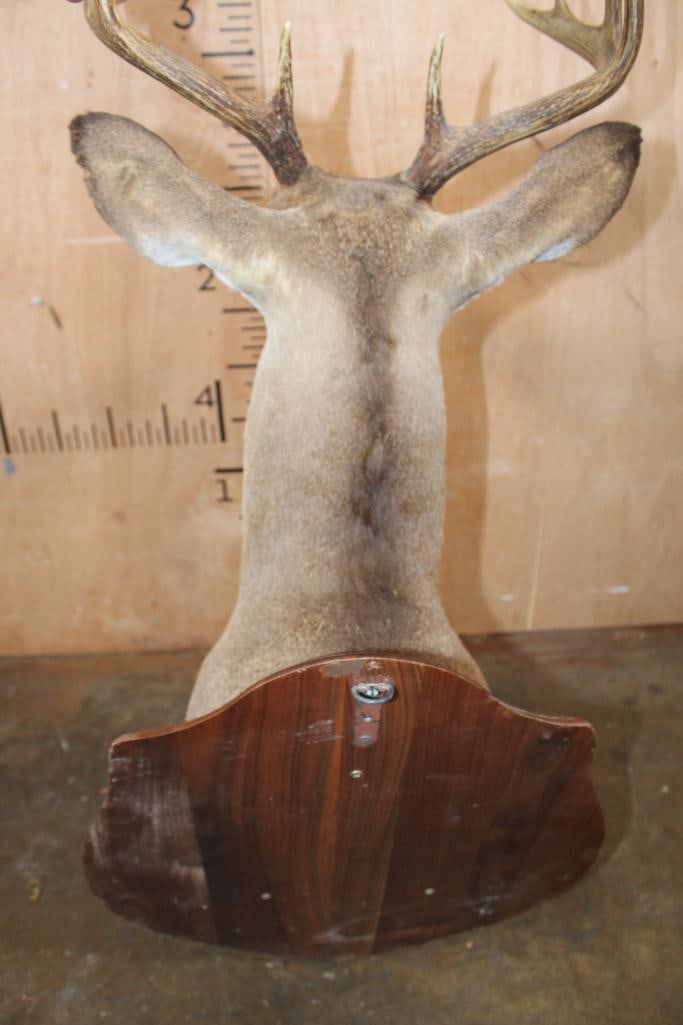 9-Point WHITETAIL DEER Shoulder Mount on a Wooden Plaque - 7