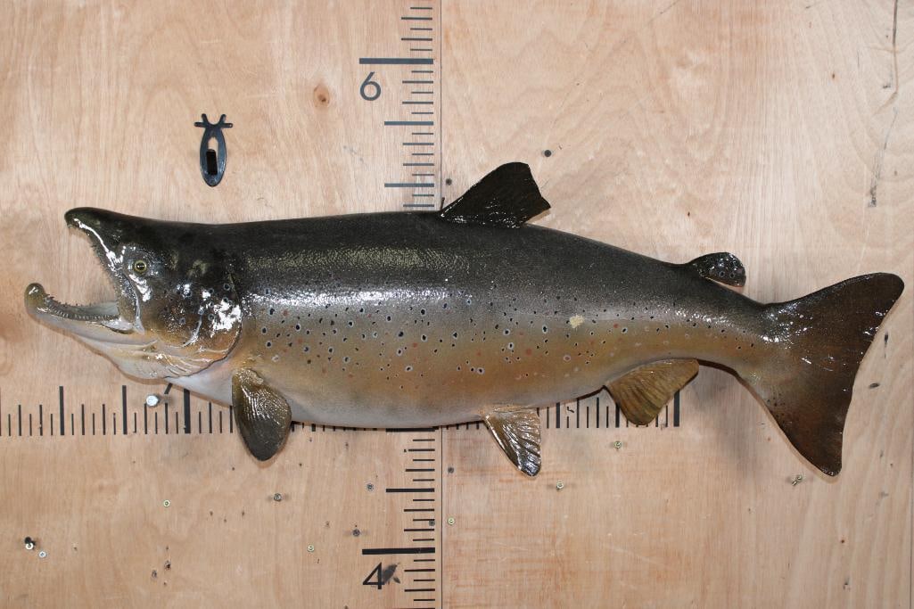 XL *Real Skin* CHINOOK KING SALMON in the Spawning Phase: XL *Real Skin* CHINOOK KING SALMON in the Spawning Phase. It measures 39" Long and is in Good Condition. TAXIDERMY FISH 