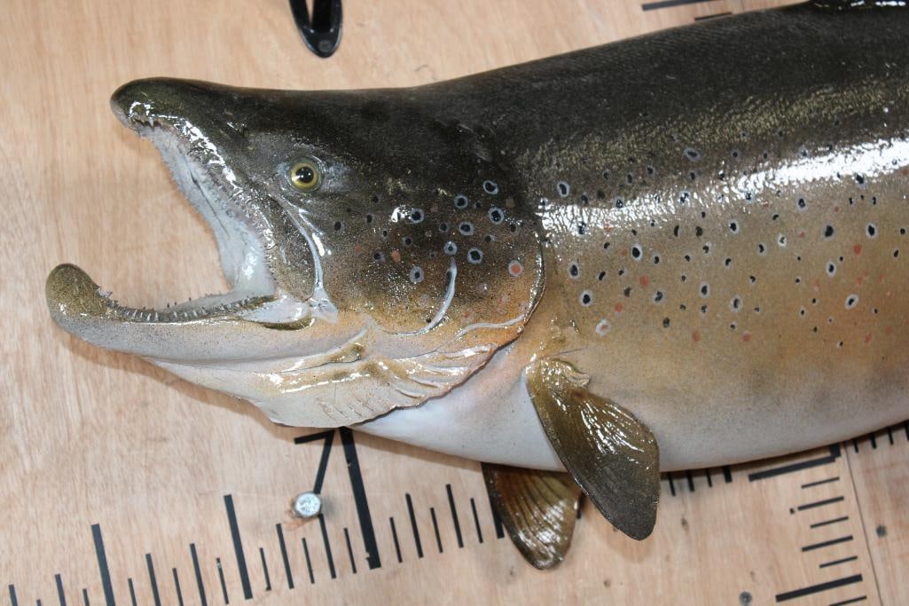 XL *Real Skin* CHINOOK KING SALMON in the Spawning Phase - 2