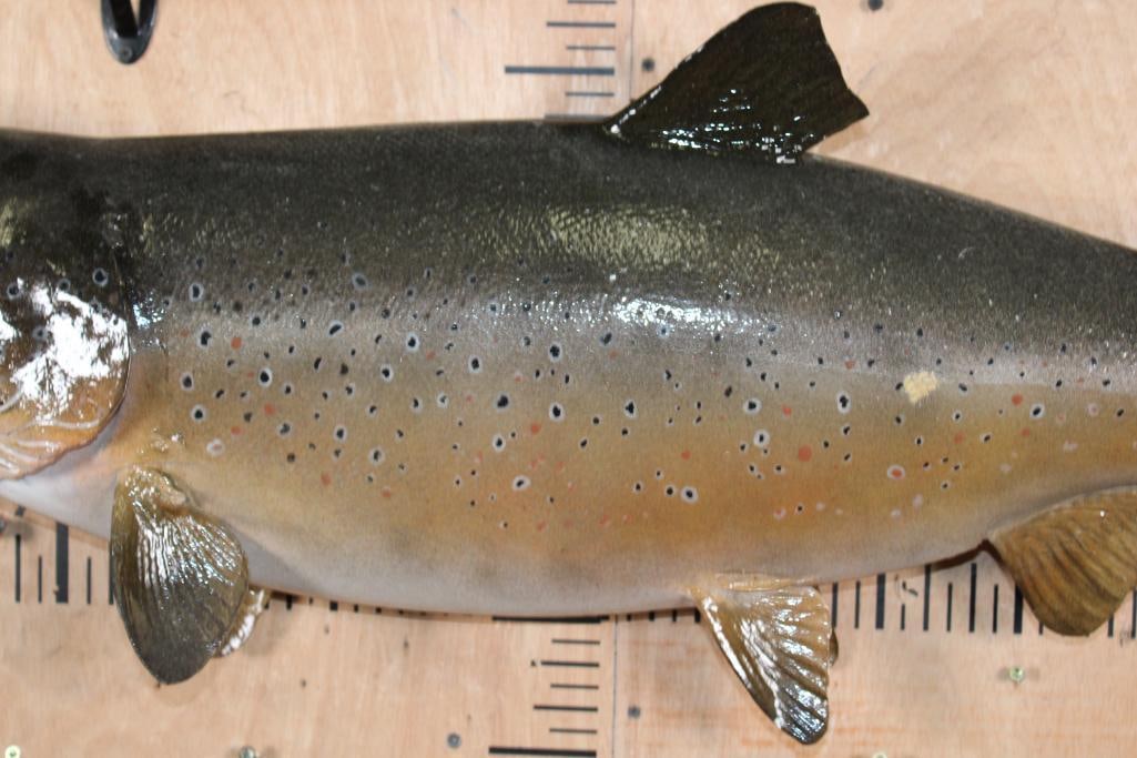 XL *Real Skin* CHINOOK KING SALMON in the Spawning Phase - 3