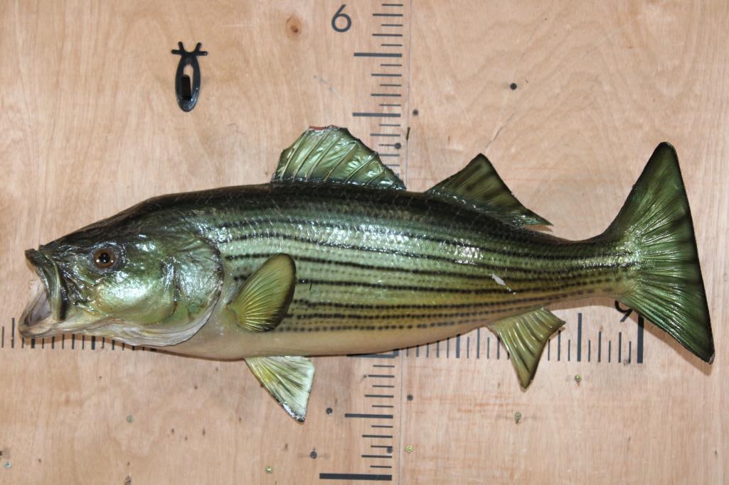 *Real Skin* STRIPED BASS "Striper" Fish Mount: *Real Skin* STRIPED BASS "Striper" Fish Mount. It measures 31.5" Long, has a few paint chips but is structurally in Good Condition. TAXIDERMY FISH