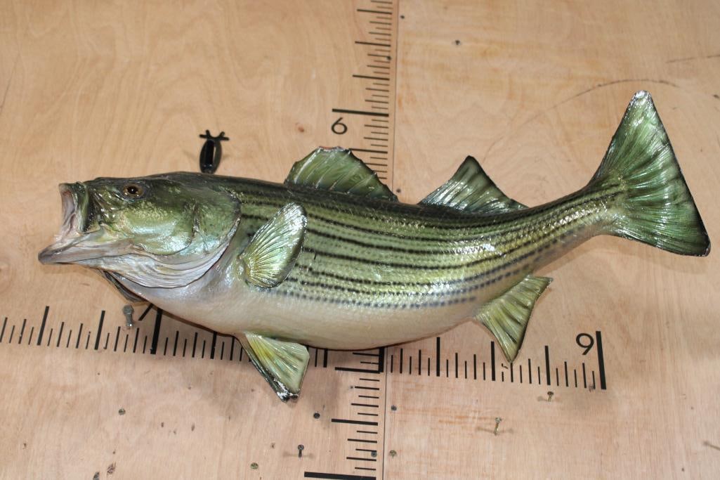 *Real Skin* STRIPED BASS "Striper" Fish Mount - 2