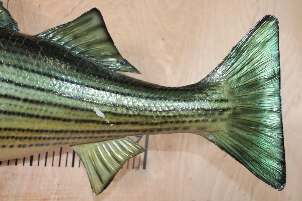 *Real Skin* STRIPED BASS "Striper" Fish Mount - 7