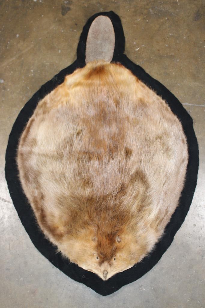 Big BEAVER Hide or BEAVER Rug with a Felt Backing: Nice and Big BEAVER Hide or BEAVER Rug. It measures 49.5" Long x 32" Wide. It has its Tail and a Felt Backing. TAXIDERMY RUGS 