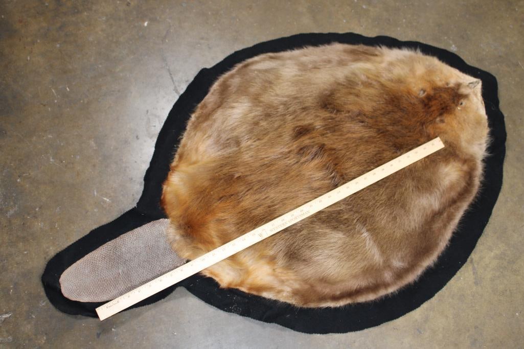 Big BEAVER Hide or BEAVER Rug with a Felt Backing - 2