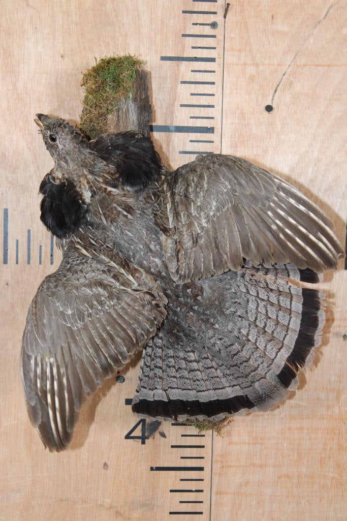 Flying RUFFED GROUSE on a Branch Wall Hanging Base: Life-sized Flying RUFFED GROUSE on a Decorative Branch Wall Hanging Base. TAXIDERMY BIRDS 