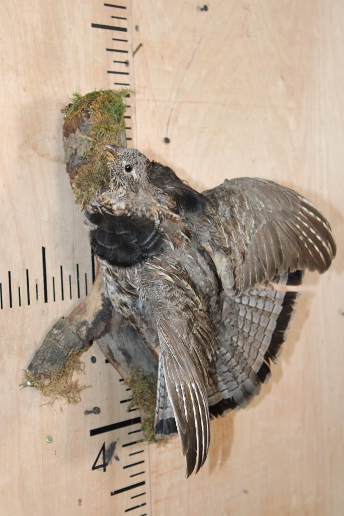 Flying RUFFED GROUSE on a Branch Wall Hanging Base - 2