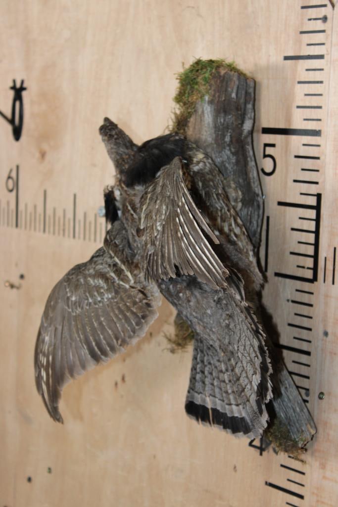 Flying RUFFED GROUSE on a Branch Wall Hanging Base - 3