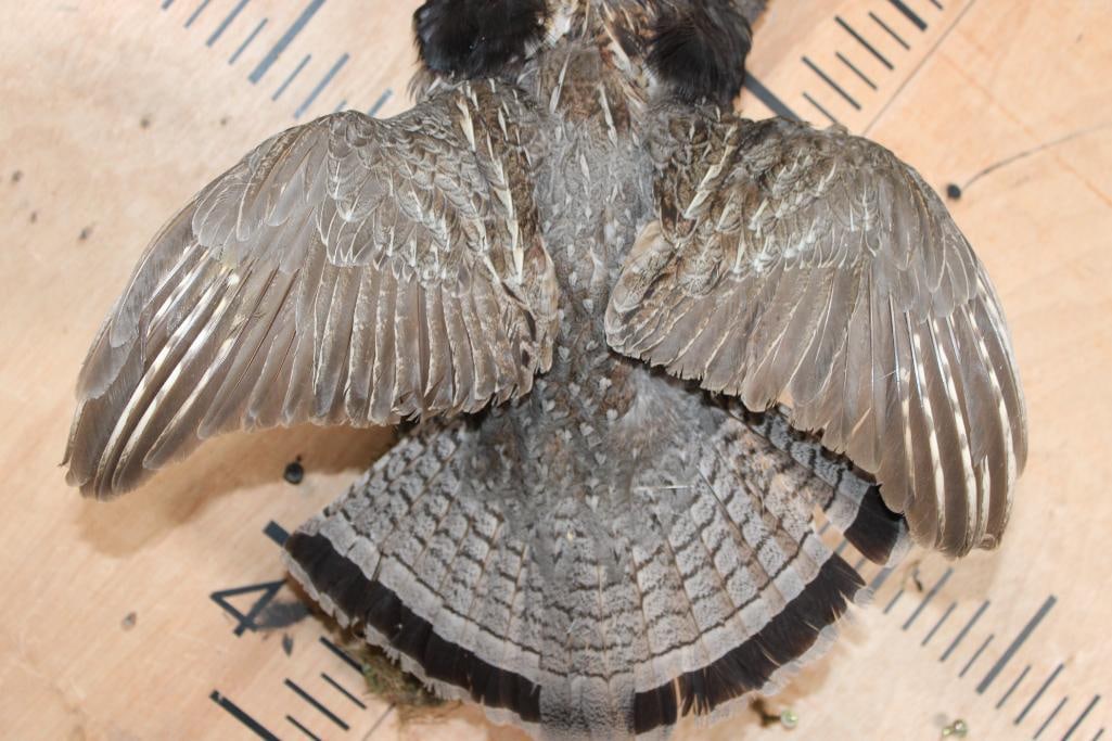 Flying RUFFED GROUSE on a Branch Wall Hanging Base - 5